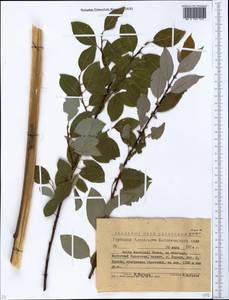 Salix karelinii Turcz. ex Stschegl., Сибирь, Западный (Казахстанский) Алтай (S2a) (Казахстан)