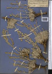 Полынь Кушакевича C. Winkl., Средняя Азия и Казахстан, Памир и Памиро-Алай (M2)