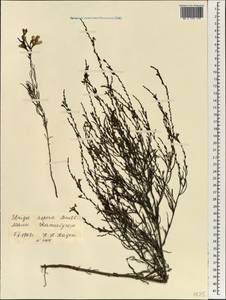 Striga aspera (Willd.) Benth., Африка (AFR) (Мали)