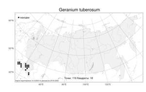Geranium tuberosum, Герань клубненосная L., Атлас флоры России (FLORUS) (Россия)