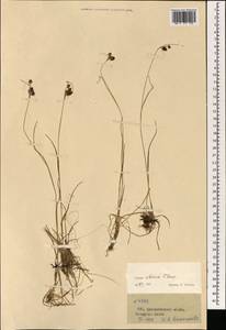 Luzula multiflora subsp. sibirica V.I.Krecz., Монголия (MONG) (Монголия)