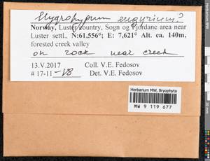 Pseudohygrohypnum eugyrium (Schimp.) Kanda, Гербарий мохообразных, Мхи - Западная Европа (BEu) (Норвегия)