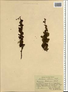 Барбарис сибирский Pall., Монголия (MONG) (Монголия)