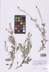 Резеда желтая L., Восточная Европа, Московская область и Москва (E4a) (Россия)