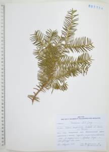 Тис остроконечный, Тисс остроконечный Siebold & Zucc., Сибирь, Дальний Восток (S6) (Россия)