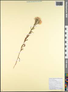 Galatella ×subvillosa Tzvelev, Кавказ, Краснодарский край и Адыгея (K1a) (Россия)