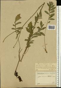 Rhaponticoides ruthenica (Lam.) M. V. Agab. & Greuter, Восточная Европа, Центральный лесостепной район (E6) (Россия)