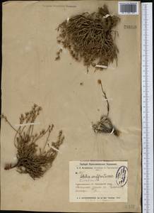 Кермек полукустарниковый (L.) Kuntze, Средняя Азия и Казахстан, Северный и Центральный Казахстан (M10) (Казахстан)