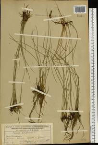 Ситник нитевидный L., Восточная Европа, Волжско-Камский район (E7) (Россия)