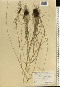 Lolium pratense (Huds.) Darbysh., Восточная Европа, Центральный лесостепной район (E6) (Россия)