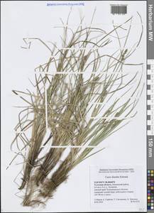 Осока двутычинковая Schrank, Восточная Европа, Центральный район (E4) (Россия)