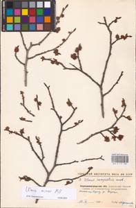 Вяз малый Mill., Восточная Европа, Северо-Украинский район (E11) (Украина)