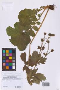 Гравилат крупнолистный Willd., Восточная Европа, Московская область и Москва (E4a) (Россия)