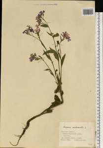 Вечерница обыкновенная L., Восточная Европа, Центральный район (E4) (Россия)