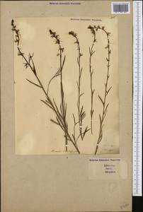 Linaria chalepensis (L.) Mill., Западная Европа (EUR) (Италия)