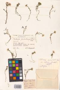 Ноккея маленькая (Steven) Steud., Кавказ, Дагестан (K2) (Россия)