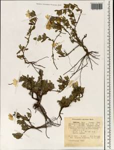Crossandra spinosa G. Beck, Африка (AFR) (Эфиопия)
