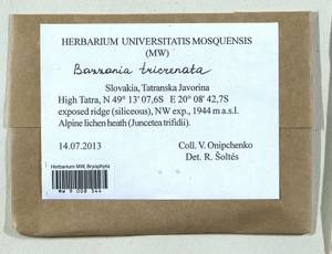 Bazzania tricrenata (Wahlenb.) Lindb., Гербарий мохообразных, Мхи - Западная Европа (BEu) (Словакия)
