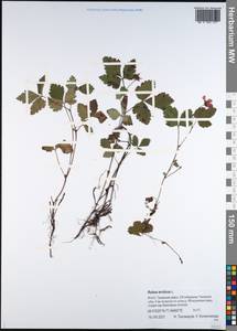 Малина арктическая, Княженика, Поленика L., Сибирь, Западная Сибирь (S1) (Россия)