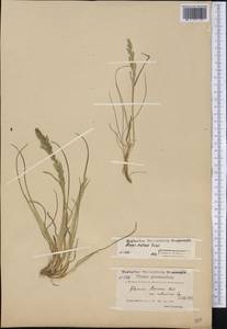 Puccinellia fasciculata (Torr.) E.P.Bicknell, Америка (AMER) (Гренландия)