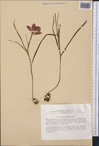 Tulipa linifolia Regel, Средняя Азия и Казахстан, Памир и Памиро-Алай (M2) (Таджикистан)