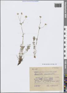 Лапчатка анахоретская Soják, Сибирь, Якутия (S5) (Россия)