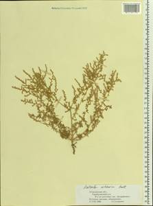 Nitrosalsola nitraria (Pall.) Tzvelev, Восточная Европа, Нижневолжский район (E9) (Россия)
