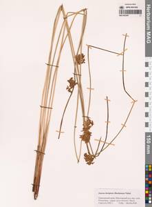 Ситник обманчивый (Buchenau) Nakai, Сибирь, Дальний Восток (S6) (Россия)