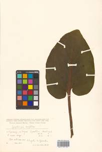 Связноплодник почколистный Schott ex Tzvelev, Сибирь, Дальний Восток (S6) (Россия)