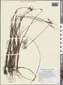 Пушица Комарова (V.N.Vassil.) Vorosch., Сибирь, Дальний Восток (S6) (Россия)