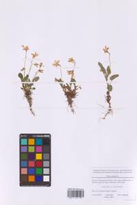 Фиалка собачья L., Восточная Европа, Московская область и Москва (E4a) (Россия)