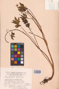 Лютик ползучий L., Восточная Европа, Восточный район (E10) (Россия)