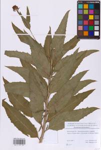 Гулявник прямой L., Восточная Европа, Московская область и Москва (E4a) (Россия)