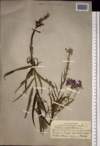 Chamaenerion angustifolium subsp. angustifolium, Сибирь, Алтай и Саяны (S2) (Россия)