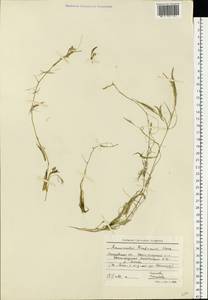 Лютик Кауфмана, Шелковник Кауфмана P.Clerc, Восточная Европа, Московская область и Москва (E4a) (Россия)