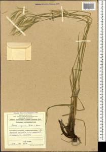 Костер береговой Rehmann, Кавказ, Азербайджан (K6) (Азербайджан)