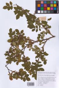 Шиповник почти-собачий (Christ) Dalla Torre & Sarnth., Восточная Европа, Московская область и Москва (E4a) (Россия)