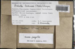 Tortella fragilis (Drumm.) Limpr., Гербарий мохообразных, Мхи - Северный Кавказ и Предкавказье (B12) (Россия)
