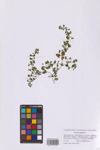 Вероника пашенная L., Восточная Европа, Московская область и Москва (E4a) (Россия)