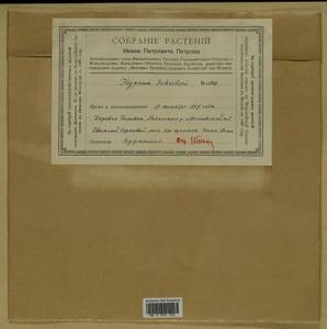 Pleurozium schreberi (Willd. ex Brid.) Mitt., Гербарий мохообразных, Мхи - Москва и Московская область (B6a) (Россия)