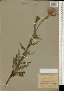 Чертополох прижатый C.A.Mey., Кавказ, Ставропольский край, Карачаево-Черкесия, Кабардино-Балкария (K1b) (Россия)