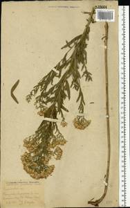 Galatella sedifolia subsp. sedifolia, Восточная Европа, Ростовская область (E12a) (Россия)