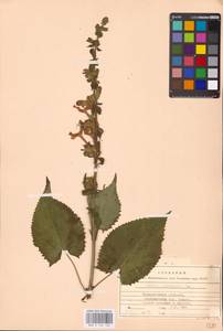 MHA 0 156 162, Шалфей железистый, Шалфей клейкий L., Восточная Европа, Западно-Украинский район (E13) (Украина)