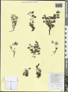 Смолевка Гефта Fisch. ex C.A.Mey., Кавказ, Ставропольский край, Карачаево-Черкесия, Кабардино-Балкария (K1b) (Россия)