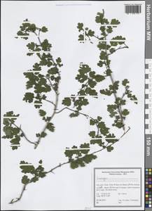 Боярышник, Зарубежная Азия (ASIA) (Иран)