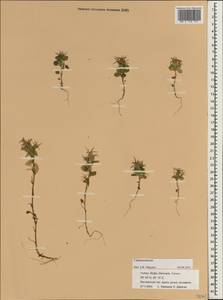 Campanulaceae, Зарубежная Азия (ASIA) (Турция)