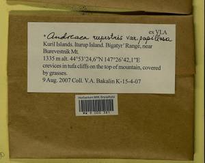 Andreaea rupestris var. papillosa (Lindb.) Podp., Гербарий мохообразных, Мхи - Дальний Восток (без Чукотки и Камчатки) (B20) (Россия)