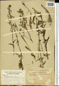 Колокольчик сибирский L., Восточная Европа, Центральный район (E4) (Россия)