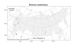 Bromus racemosus, Костер кистистый L., Атлас флоры России (FLORUS) (Россия)