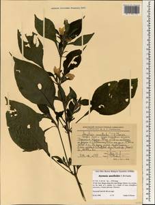 Asystasia ansellioides C. B. Cl., Африка (AFR) (Эфиопия)